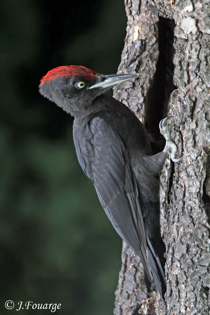 Black Woodpecker male adult, identification