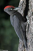 Black Woodpecker