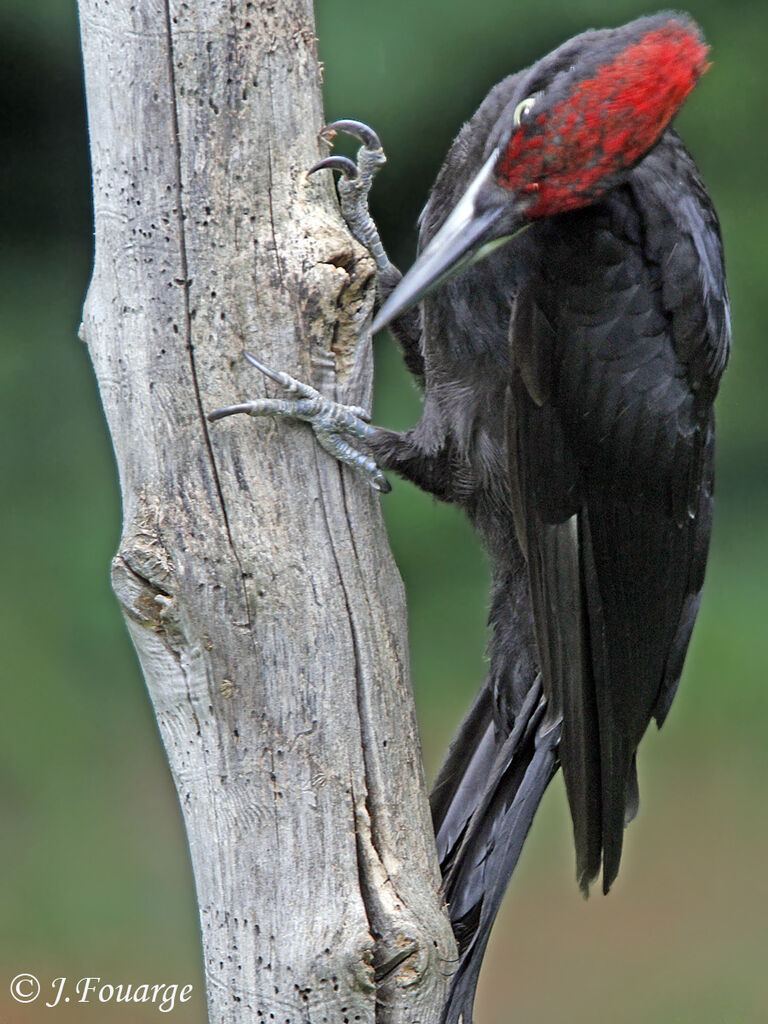 Black Woodpecker male adult, identification