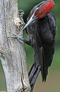 Black Woodpecker