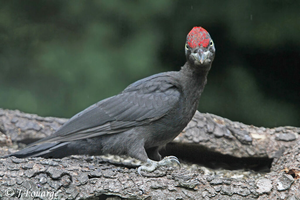 Black Woodpecker male adult, identification