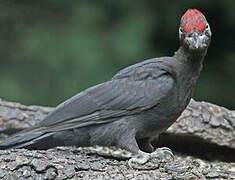 Black Woodpecker