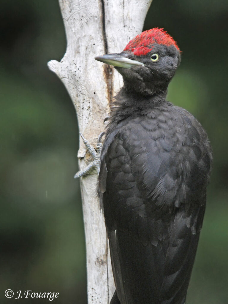 Black Woodpecker male adult, identification