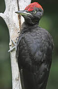 Black Woodpecker