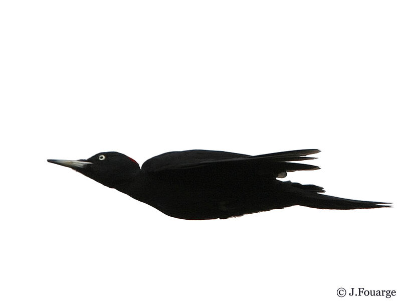 Black Woodpeckeradult, Flight