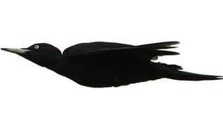 Black Woodpecker