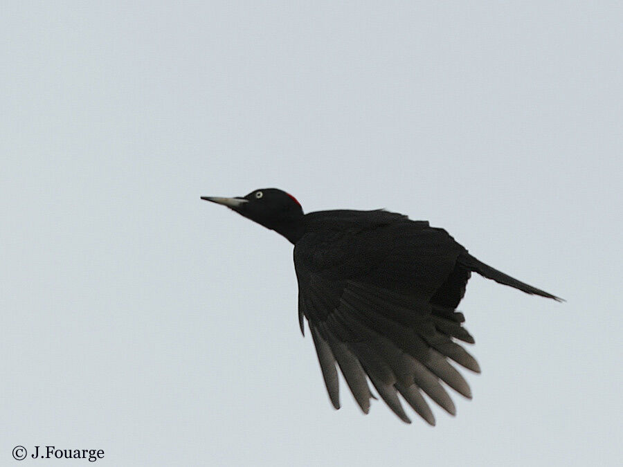 Black Woodpeckeradult, Flight