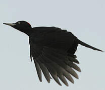 Black Woodpecker