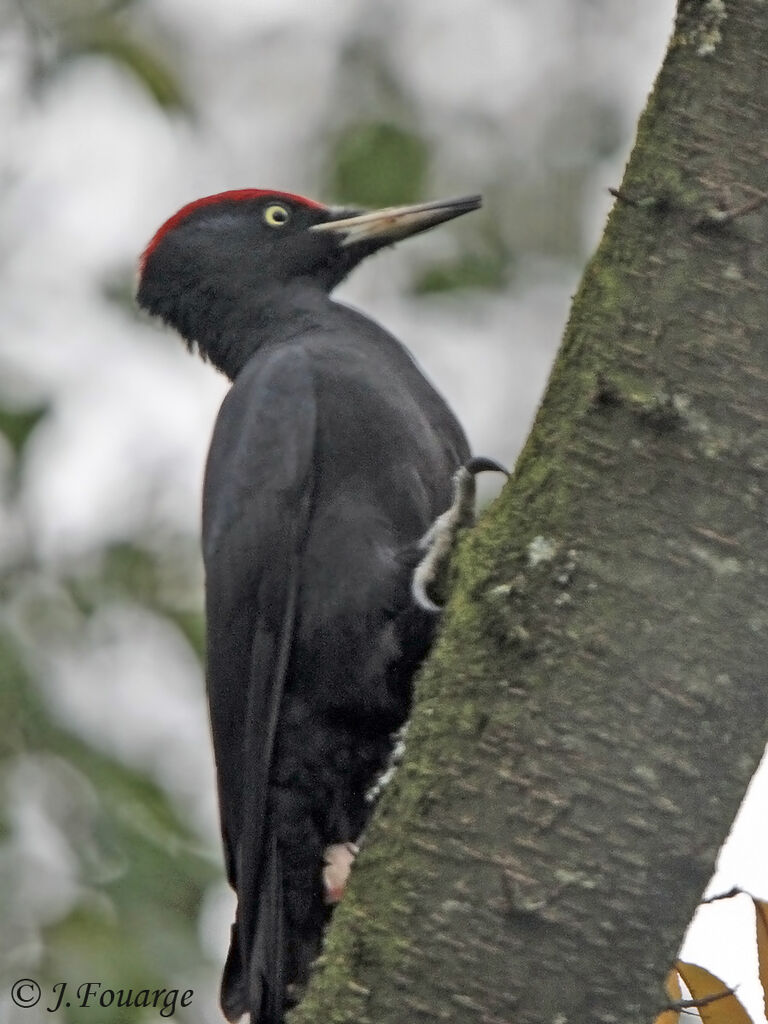 Black Woodpecker male, identification