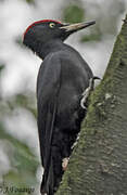 Black Woodpecker