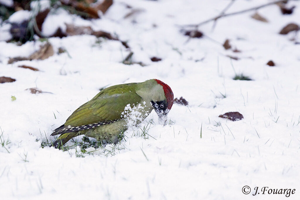 European Green Woodpecker female adult, identification, feeding habits, Behaviour