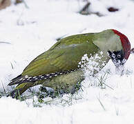 European Green Woodpecker