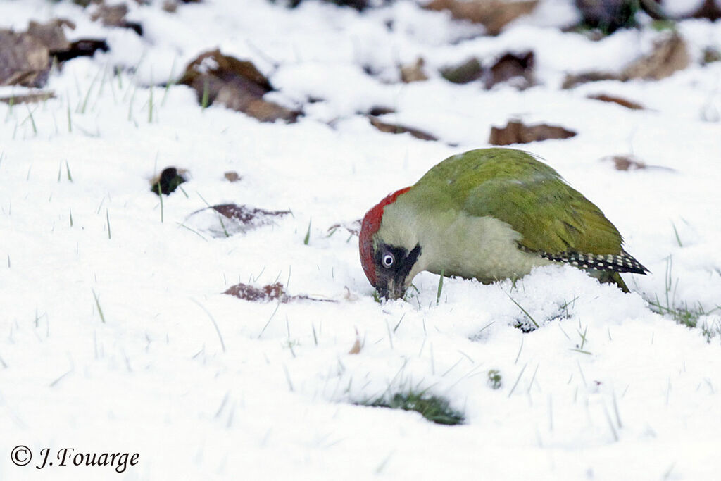 European Green Woodpecker female adult, identification, feeding habits, Behaviour