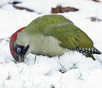 European Green Woodpecker