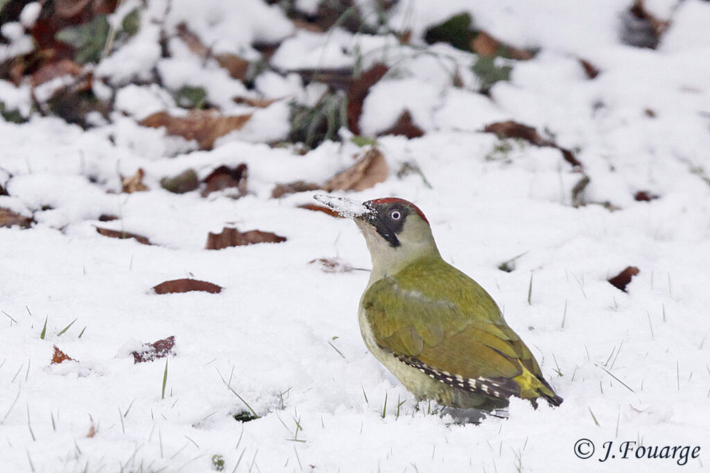 European Green Woodpecker female adult, identification, feeding habits, Behaviour