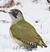 European Green Woodpecker