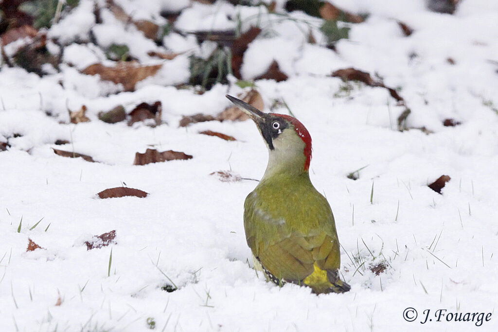 European Green Woodpecker female adult, identification, feeding habits, Behaviour