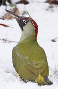 European Green Woodpecker