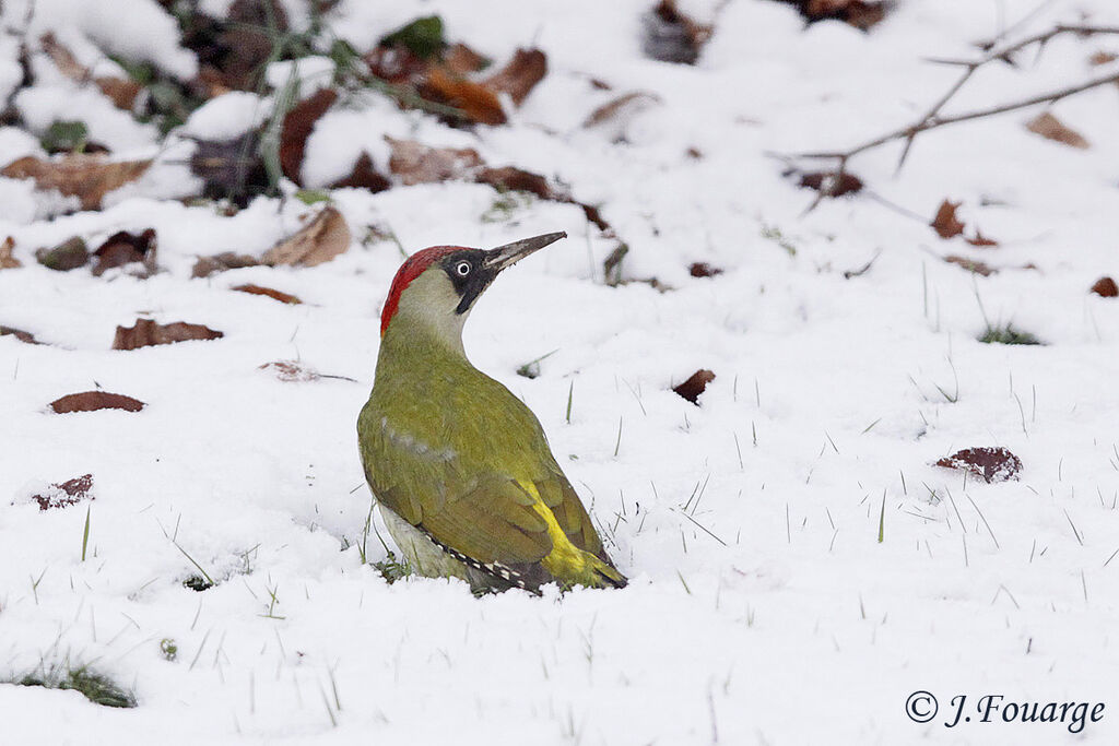 European Green Woodpecker female adult, identification, feeding habits, Behaviour