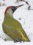 European Green Woodpecker