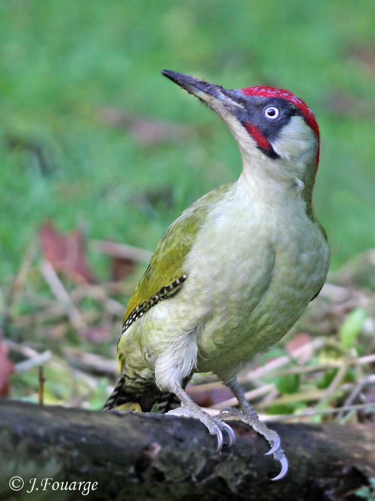 European Green Woodpecker male, identification, feeding habits, Behaviour