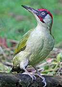 European Green Woodpecker