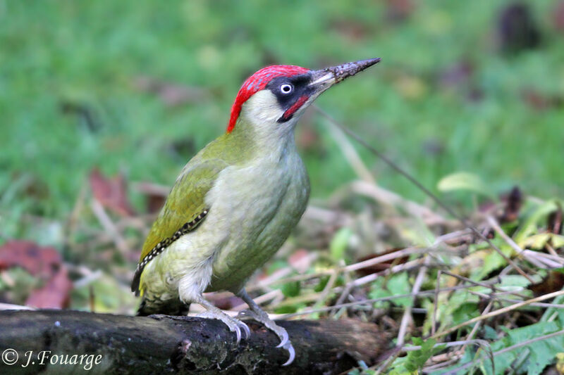 European Green Woodpecker male, identification, feeding habits, Behaviour