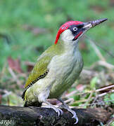 European Green Woodpecker