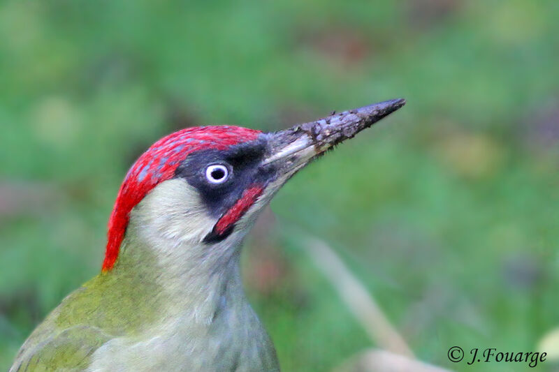 European Green Woodpecker, identification, feeding habits, Behaviour