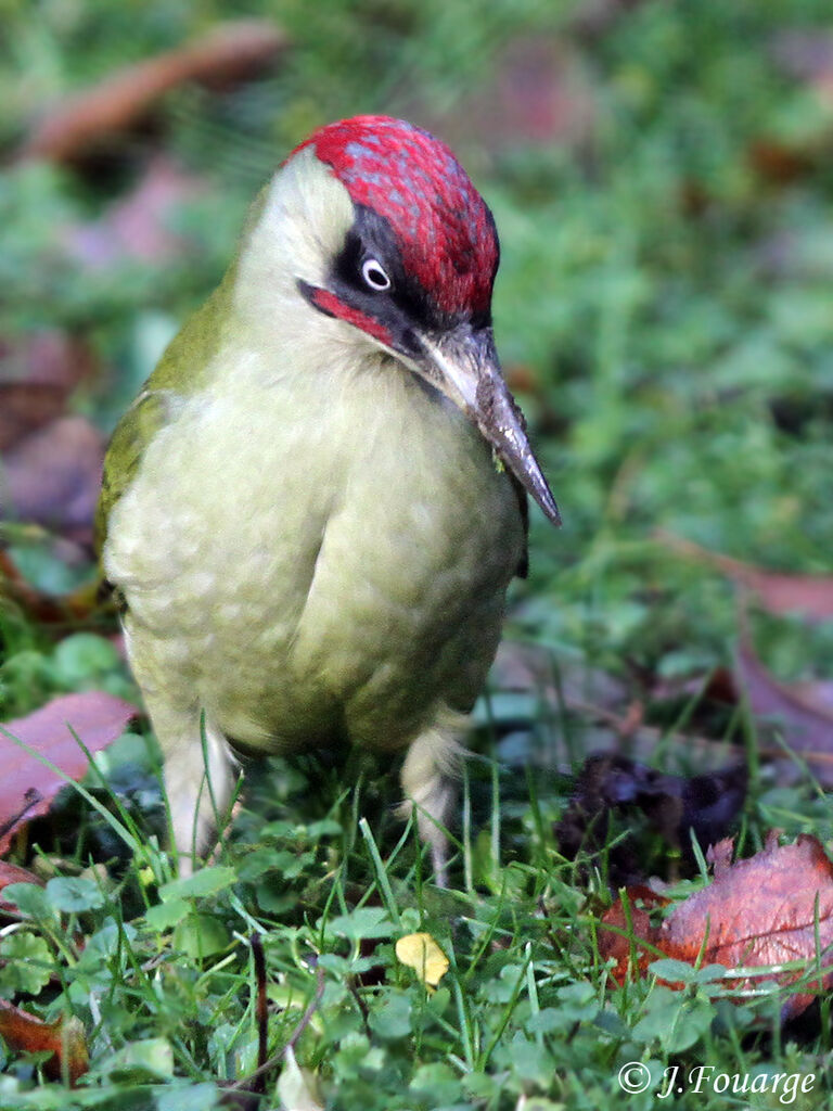 European Green Woodpecker male, feeding habits, Behaviour