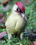 European Green Woodpecker