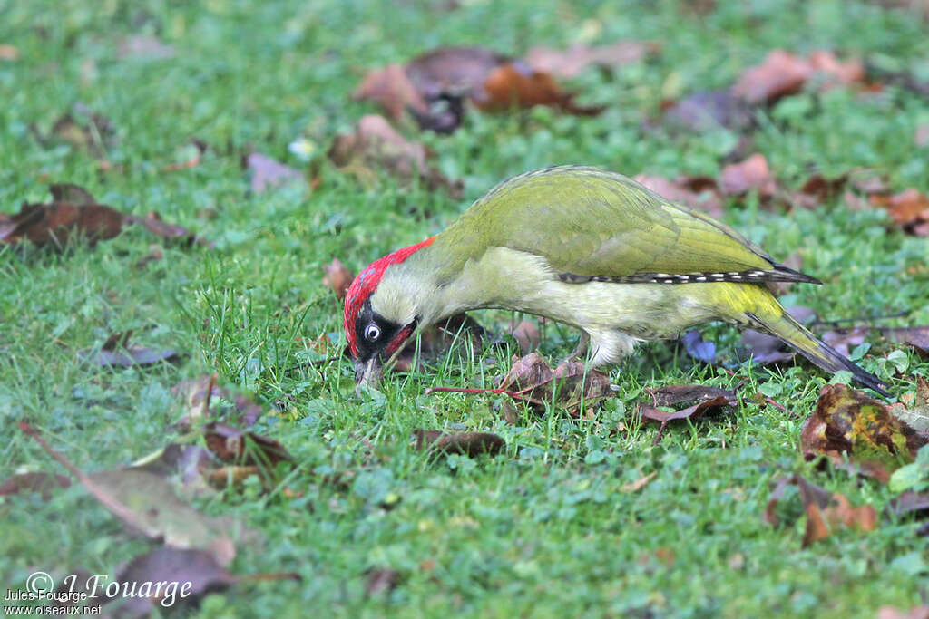 European Green Woodpecker male, feeding habits, eats, Behaviour