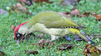 European Green Woodpecker