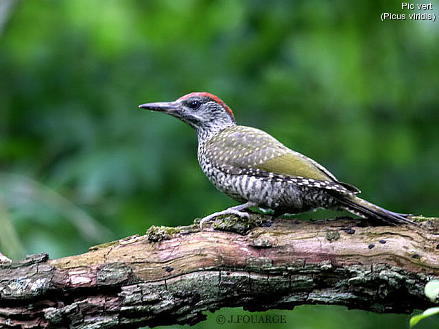 European Green Woodpecker