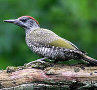 European Green Woodpecker