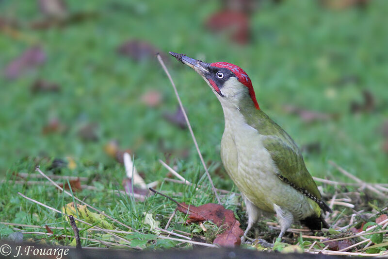 European Green Woodpecker male, feeding habits, Behaviour