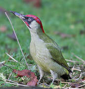 European Green Woodpecker