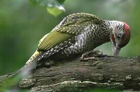 European Green Woodpecker