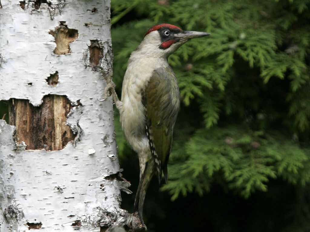 European Green Woodpecker male adult