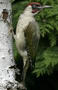 European Green Woodpecker