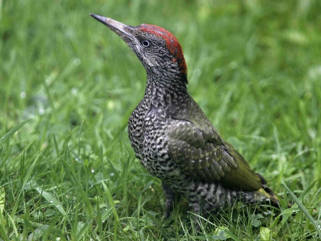 European Green Woodpecker female First year