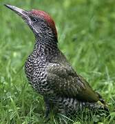 European Green Woodpecker