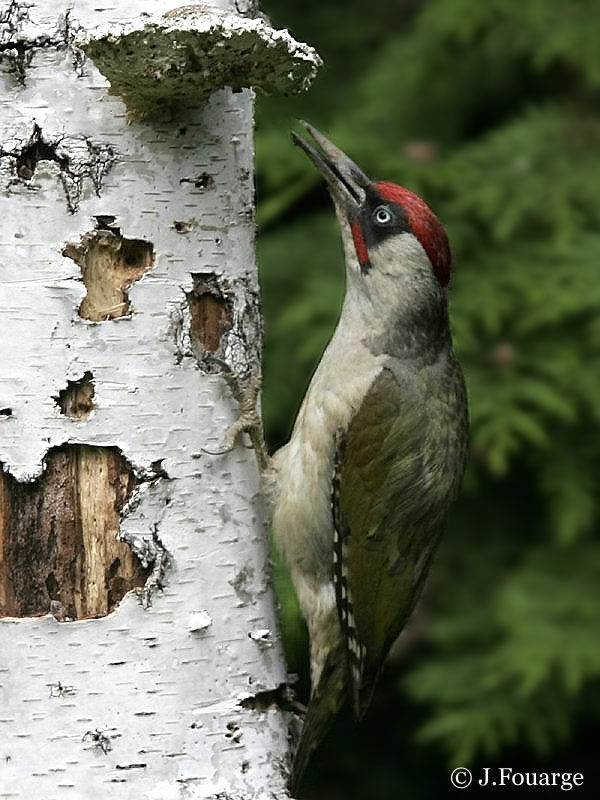 European Green Woodpecker male adult