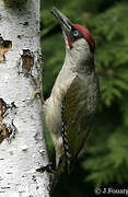 European Green Woodpecker