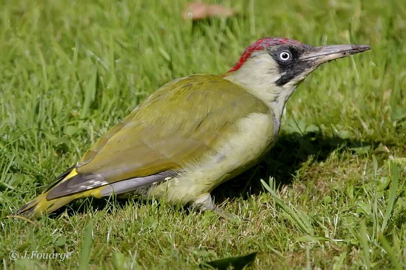 European Green Woodpecker female First year