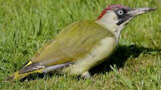 European Green Woodpecker