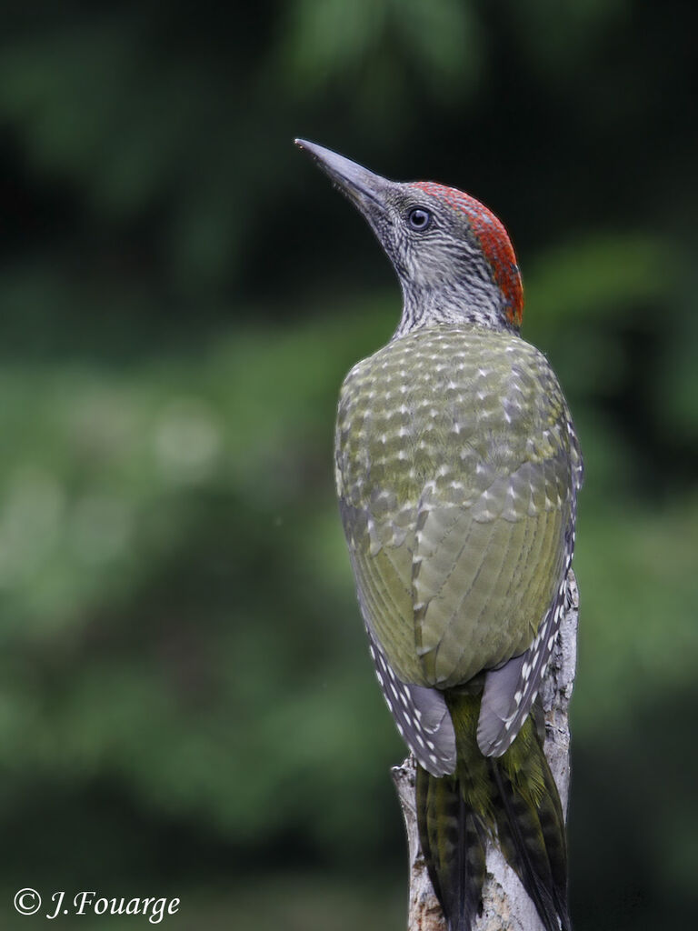 European Green Woodpecker female juvenile, identification