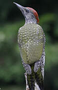 European Green Woodpecker