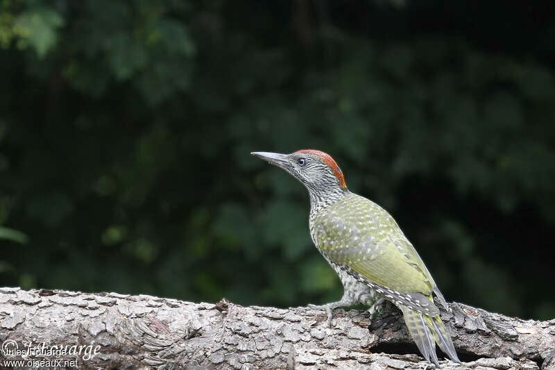 European Green Woodpecker female juvenile, identification