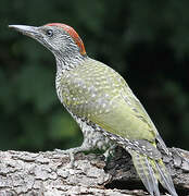 European Green Woodpecker